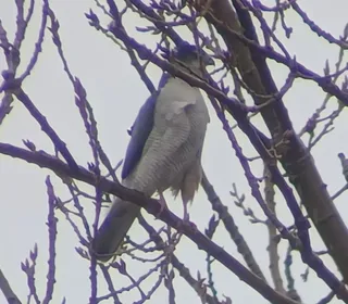 Photo 2/2 of Cooper's Hawk (Astur cooperii)