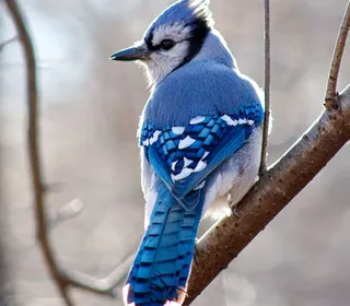 Photo 1/6 of Blue Jay (Cyanocitta cristata)