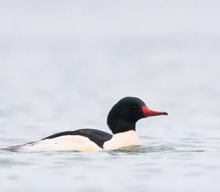 Photo 1/4 of Common Merganser (Mergus merganser)