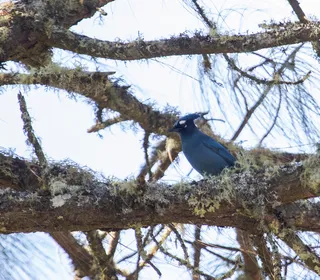 Photo 11/12 of Steller's Jay (Cyanocitta stelleri)
