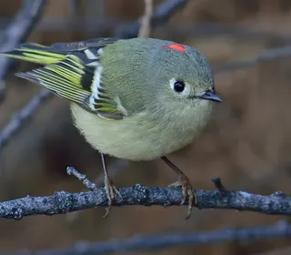 Photo 1/3 of Ruby-crowned Kinglet (Corthylio calendula)