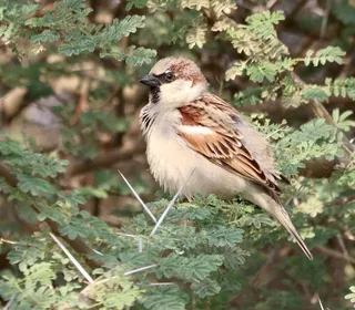 Photo 14/16 of House Sparrow (Passer domesticus)