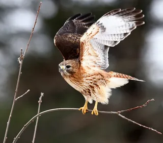 Photo 12/20 of Red-tailed Hawk (Buteo jamaicensis)
