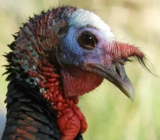 Photo 4/8 of Wild Turkey (Meleagris gallopavo)
