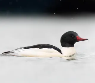 Photo 2/4 of Common Merganser (Mergus merganser)