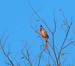 Photo 20/30 of Northern Cardinal (Cardinalis cardinalis)