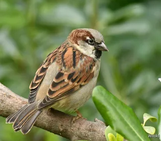 Photo 6/16 of House Sparrow (Passer domesticus)