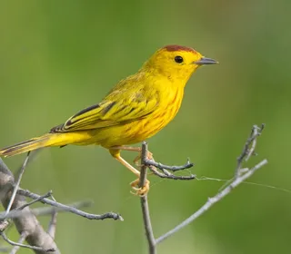 Photo 7/28 of Yellow Warbler (Setophaga petechia)