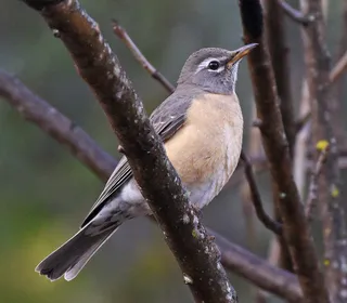 Photo 5/8 of American Robin (Turdus migratorius)
