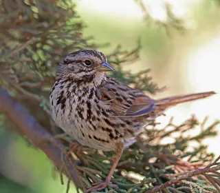 Photo 8/26 of Song Sparrow (Melospiza melodia)