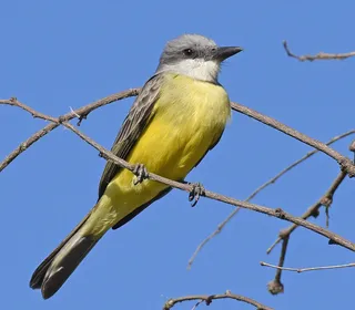 Photo 3/30 of Eastern Kingbird (Tyrannus tyrannus)