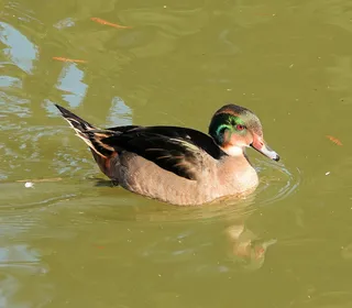Photo 5/11 of Wood Duck (Aix sponsa)