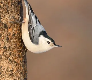 Photo 1/8 of White-breasted Nuthatch (Sitta carolinensis)