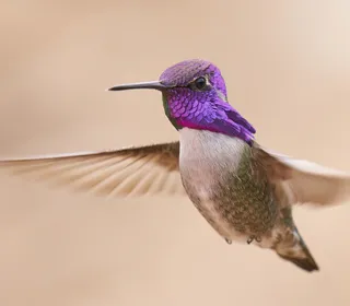 Photo 1/5 of Costa's Hummingbird (Calypte costae)