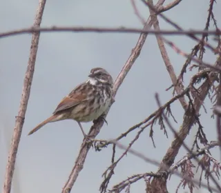 Photo 13/26 of Song Sparrow (Melospiza melodia)