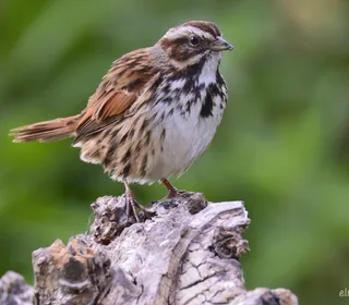 Photo 16/26 of Song Sparrow (Melospiza melodia)