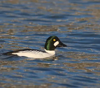 Photo 4/7 of Common Goldeneye (Bucephala clangula)