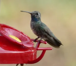 Photo 5/5 of Costa's Hummingbird (Calypte costae)