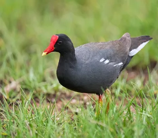 Photo 2/9 of Common Gallinule (Gallinula galeata)
