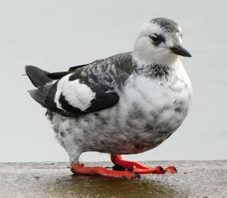 Photo 5/5 of Pigeon Guillemot (Cepphus columba)