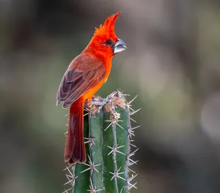 Photo 14/14 of Northern Cardinal (Cardinalis cardinalis)