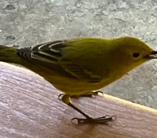 Photo 4/6 of Pine Warbler (Setophaga pinus)