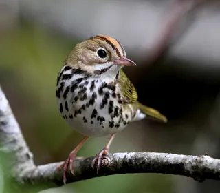 Photo 1/3 of Ovenbird (Seiurus aurocapilla)