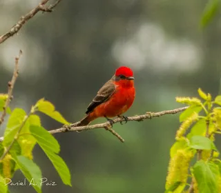 Photo 6/10 of Vermilion Flycatcher (Pyrocephalus rubinus)
