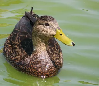 Photo 3/30 of Mallard (Anas platyrhynchos)