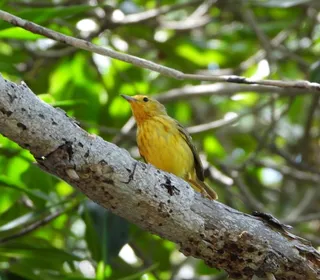 Photo 28/28 of Yellow Warbler (Setophaga petechia)