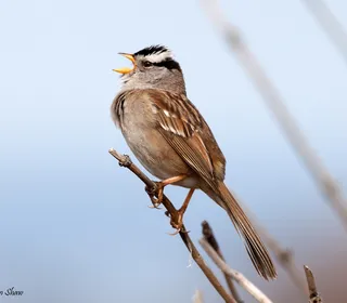Photo 6/9 of White-crowned Sparrow (Zonotrichia leucophrys)