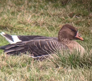 Photo 13/15 of Greater White-fronted Goose (Anser albifrons)