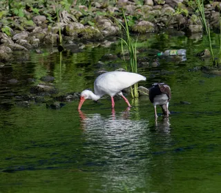 Photo 4/4 of White Ibis (Eudocimus albus)