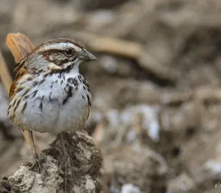 Photo 24/26 of Song Sparrow (Melospiza melodia)