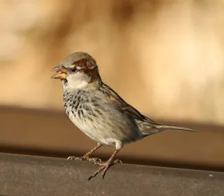 Photo 8/16 of House Sparrow (Passer domesticus)