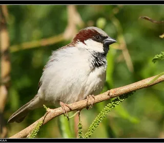 Photo 11/16 of House Sparrow (Passer domesticus)