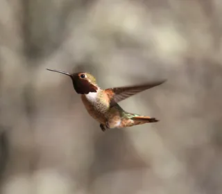 Photo 7/7 of Anna's Hummingbird (Calypte anna)