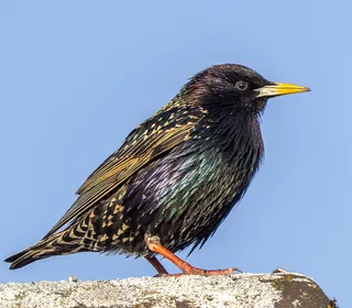 Photo 2/10 of European Starling (Sturnus vulgaris)