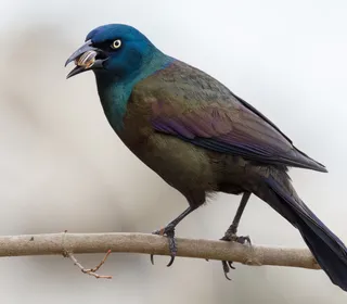 Photo 1/4 of Common Grackle (Quiscalus quiscula)