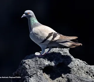 Photo 4/11 of Rock Pigeon (Columba livia)