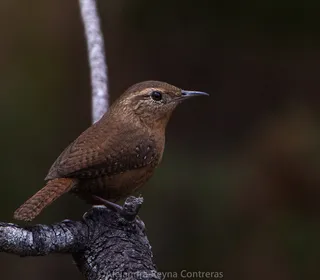 Photo 5/28 of Northern House Wren (Troglodytes aedon)