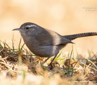 Photo 7/8 of Bewick's Wren (Thryomanes bewickii)
