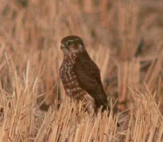 Photo 6/10 of Merlin (Falco columbarius)