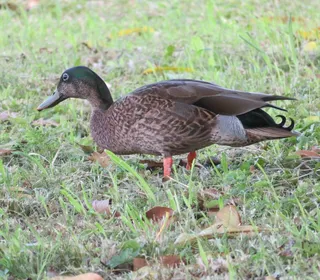 Photo 9/30 of Mallard (Anas platyrhynchos)