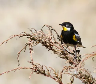 Photo 5/10 of Yellow-rumped Warbler (Setophaga coronata)