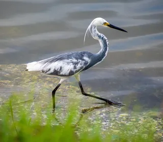 Photo 4/6 of Snowy Egret (Egretta thula)