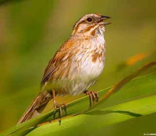Photo 20/26 of Song Sparrow (Melospiza melodia)