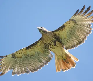 Photo 7/20 of Red-tailed Hawk (Buteo jamaicensis)