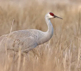 Photo 1/7 of Sandhill Crane (Antigone canadensis)