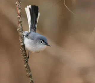 Photo 1/6 of Blue-gray Gnatcatcher (Polioptila caerulea)